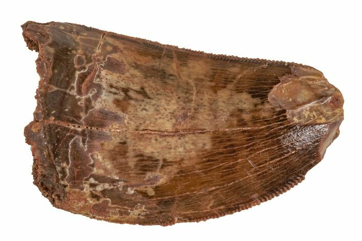 Serrated, Juvenile Carcharodontosaurus Tooth #214439